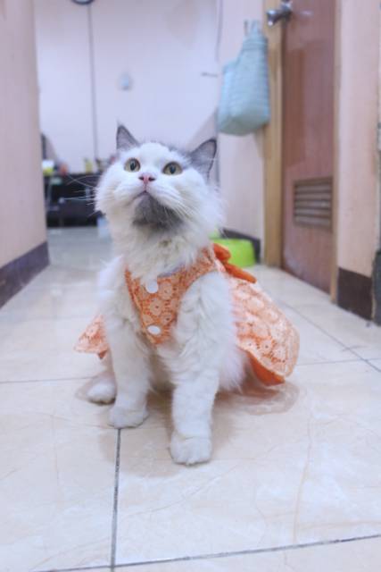 Dress satin renda orange lucu untuk kucing dan anjing / baju anjing kucing murah size S-XL