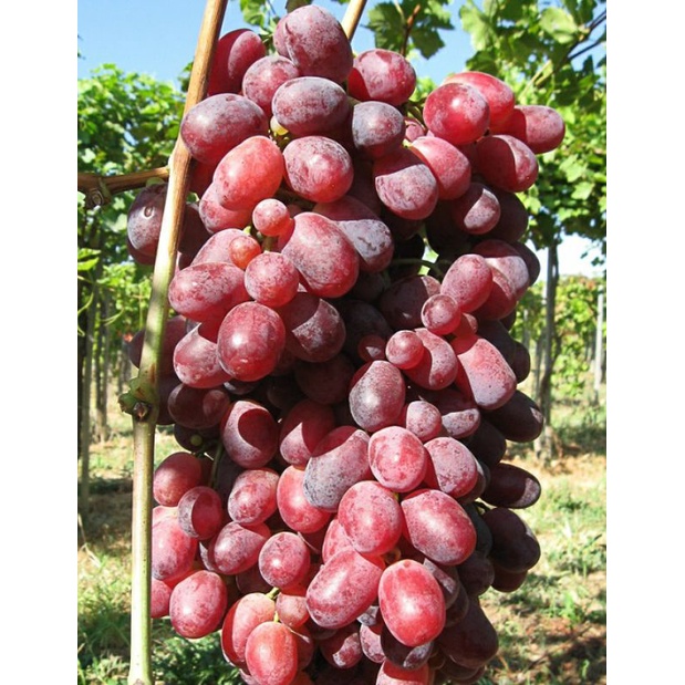 bibit anggur import grafting jenis rizamat_anggur import graftingan mudah berbuah