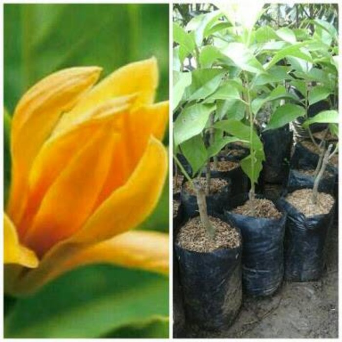 Bibit Tanaman Bunga Kantil Kuning Cempaka Kuning Shopee Indonesia