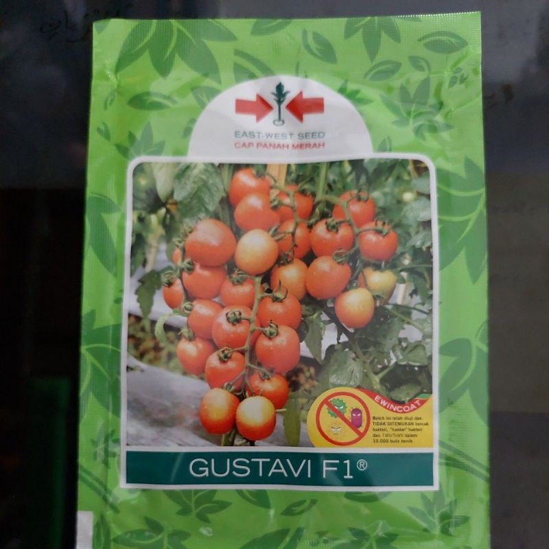 Benih Tomat Gustavi f1