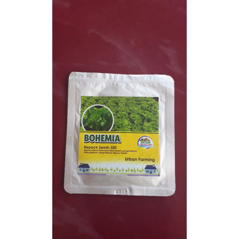 Benih Selada Bohemia/Batavia Lettuce/Enza Zaden kemasan 0,5 gram