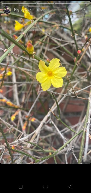 Jemuran Baju Bayi Lion Star 30 Sticks Gb 23 Hanger Folding