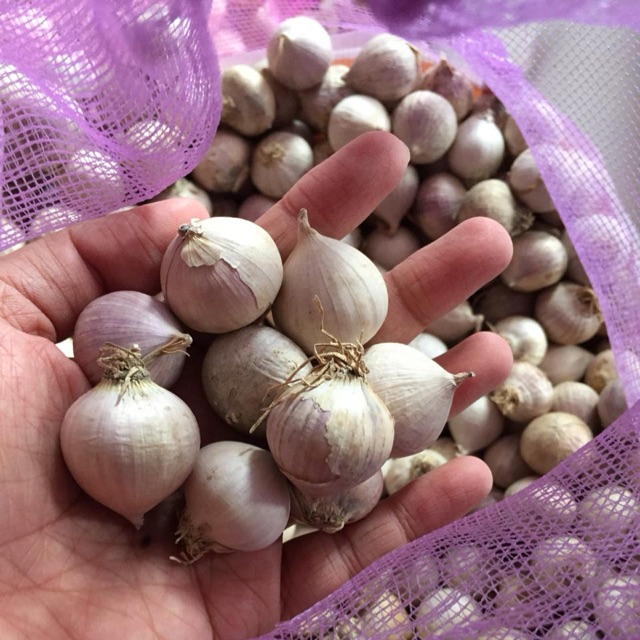 

Bawang Putih Tunggal