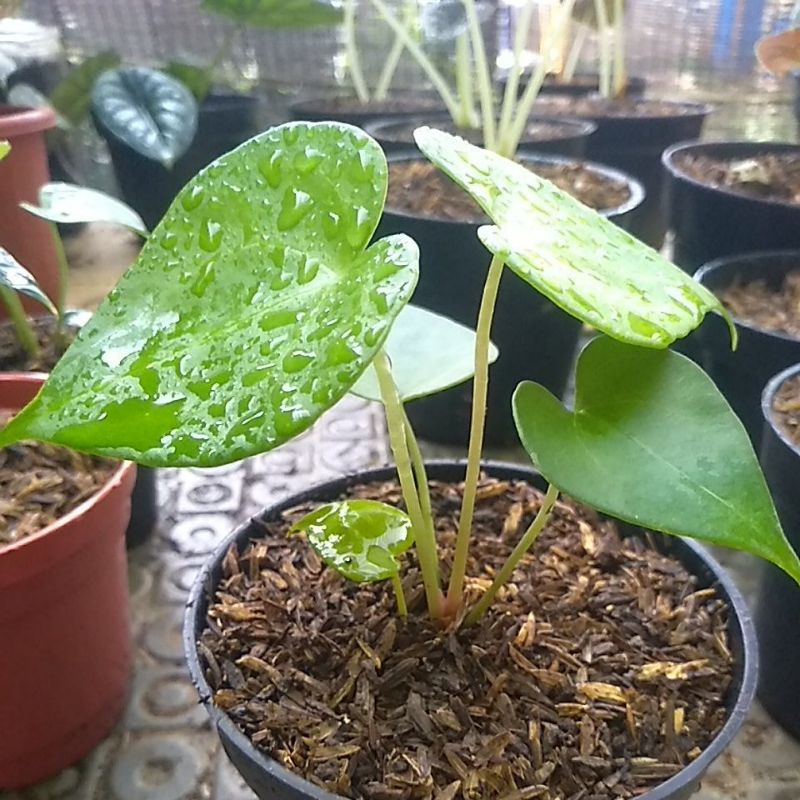 Anakan Anthurium kuping gajah clarinervium x pterodactyl