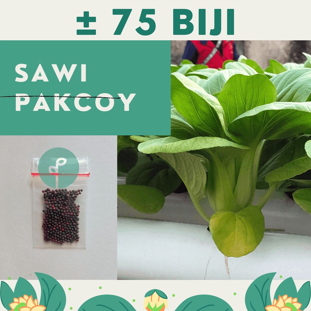 Bibit Sayuran Benih Sayur Paket Lengkap Hidroponik Kangkung Bayam Cabe Sawi Selada Terong Tomat dll-SAWI PAKCOY