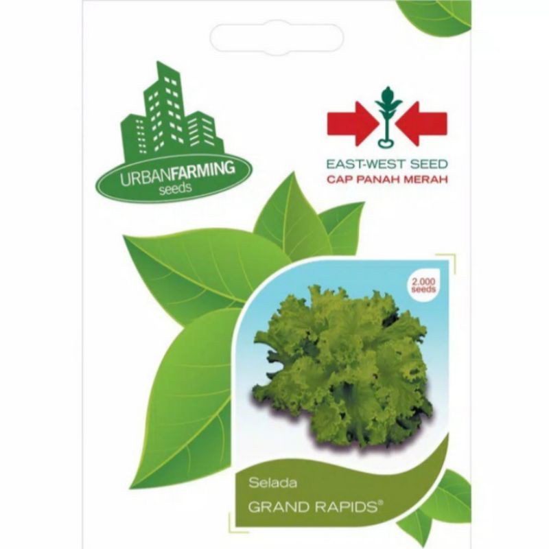 Benih - Bibit Selada Hijau Grand Rapids Cap Panah Merah