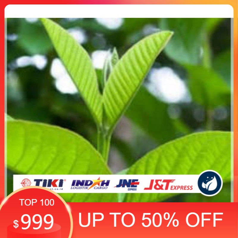 

promo DAUN JAMBU BIJI BEKHASIAT 400Gram