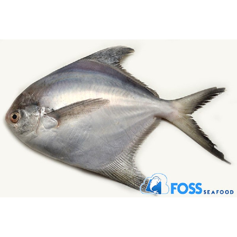 Foss Seafood Ikan Bawal Putih Frozen Beku Size 100gr 300gr Shopee Indonesia