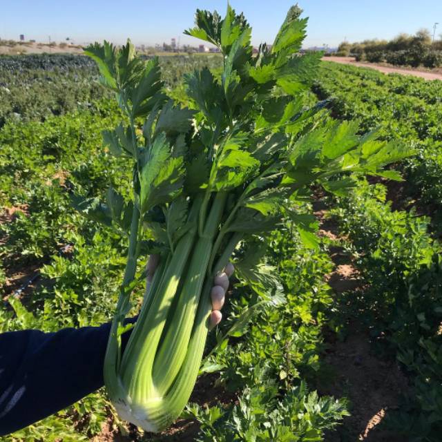 Benih Bibit Biji - Seledri Batang Besar Jumbo Celery Stalk Seeds - IMPORT