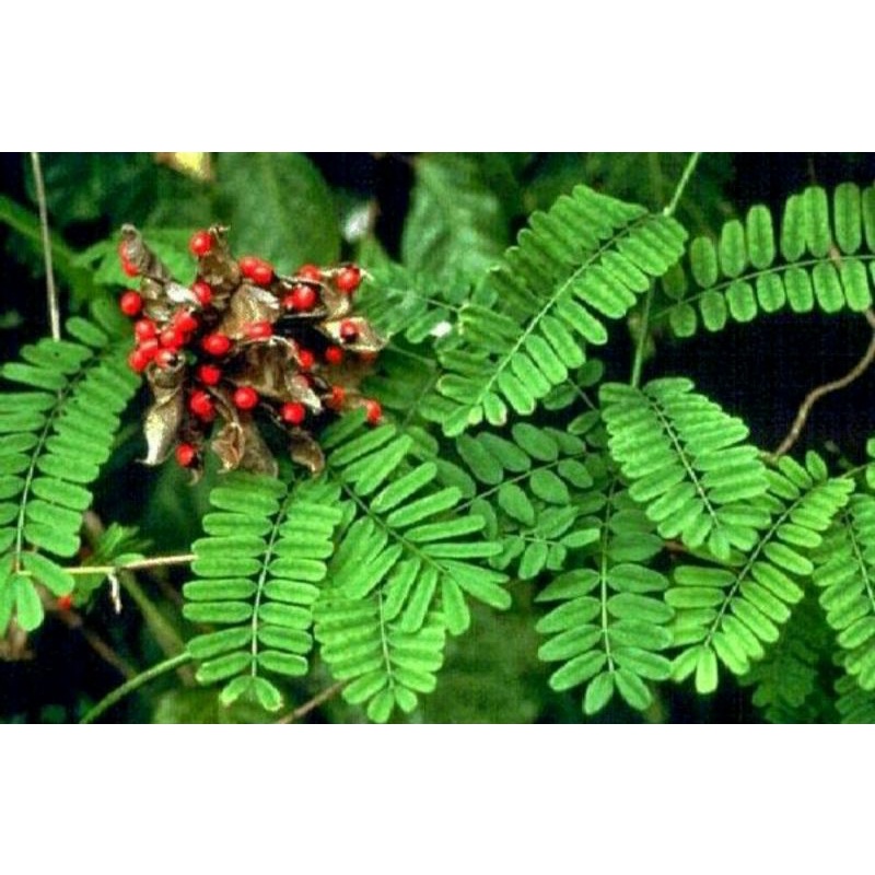 

daun saga segar 100 gram