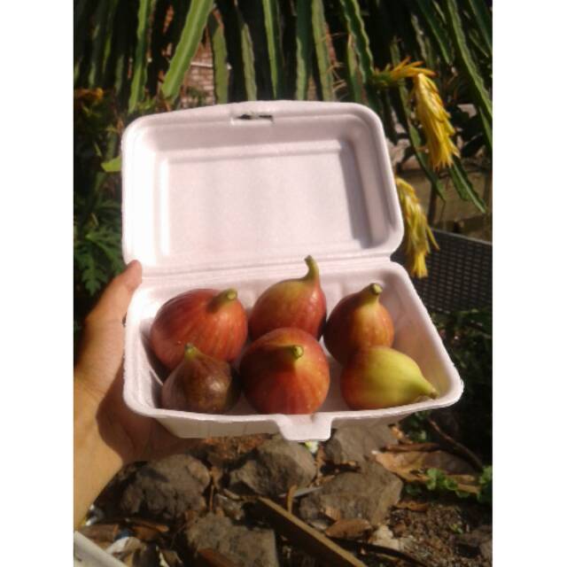 

Buah Tin
