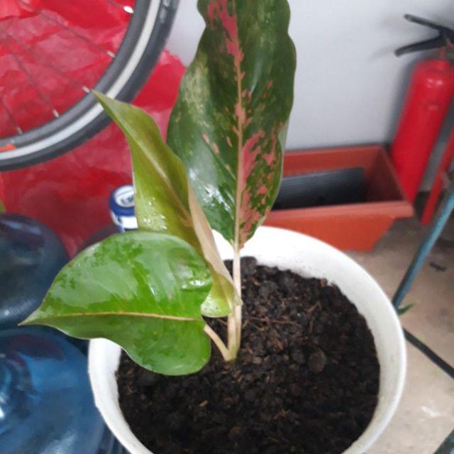 Aglonema Kochin Aglaonema Cochin