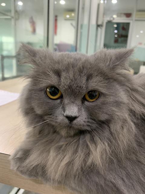 Terbaru Serut Genes Jelita Tunic Navbor Yelbor Whitbor Creambor Tunik Batik Modern Hrb030 Dolbi Dob