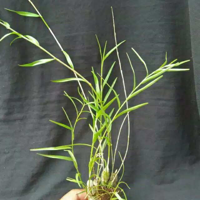Anggrek Dendro Linearifolium
