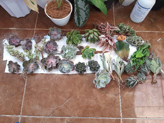Sukulen Murah Dan Hemat Dengan Berbagai Macam Variant Sudah Termasuk Pot 10cm