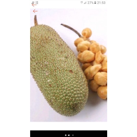 Nangka cempedak matang