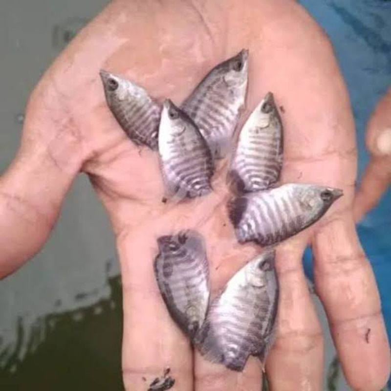 bibit gurame soang size gas