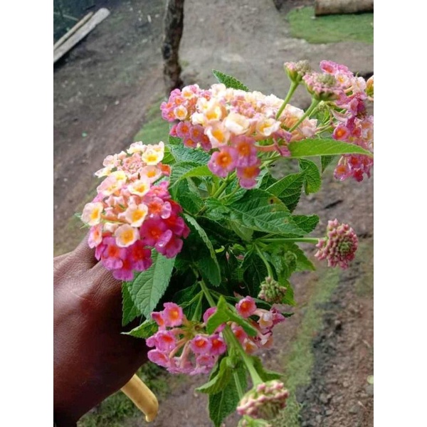 10 ENTRES LANTANA PUCUK