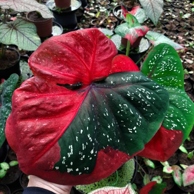 Tanaman Hias Caladium Keladi Hias Baret Shopee Indonesia