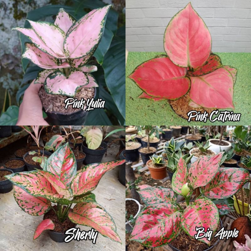 TANAMAN HIAS BUNGA AGLONEMA PINK YULIA PINK CATRINA SHERLY BIG APPLE APEL