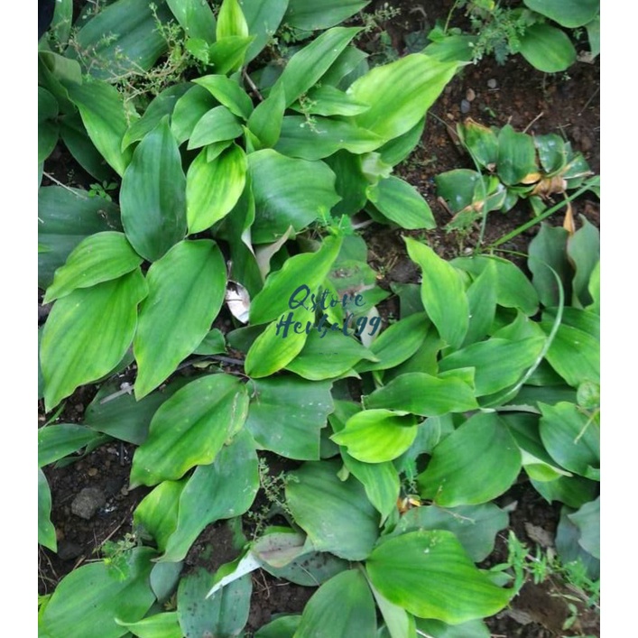 

Daun kencur segar 100Gram