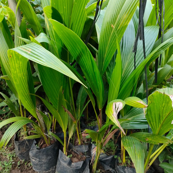 Bibit kelapa pandan wangi thailand asli import 1000%