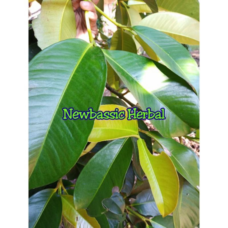 

daun manggis herbal