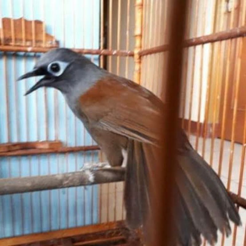 burung Poksay mantel  jantan rawatan