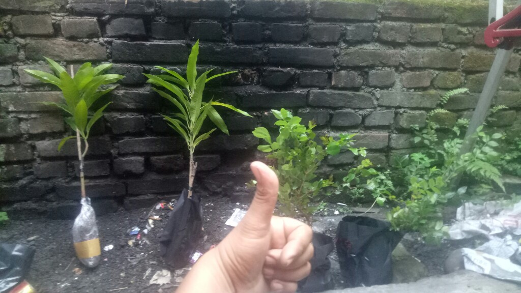 Bibit Anggur Brazil