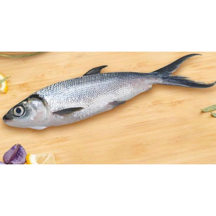 

IKAN BANDENG