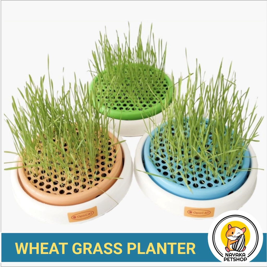 Paket Tanam Rumput Kucing Tempat Wheat Grass Planter Alat Menanam Gandum Opo Cat