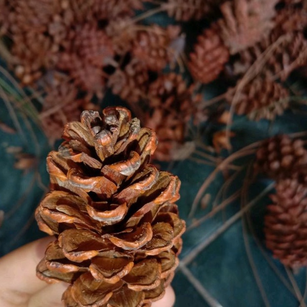 Bunga pohon Pinus kering ECER /hiasan mahar /hiasan rustik