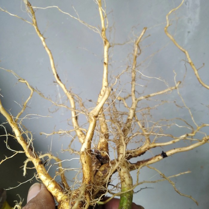 

akar sidaguri fresh baru cabut 200gr