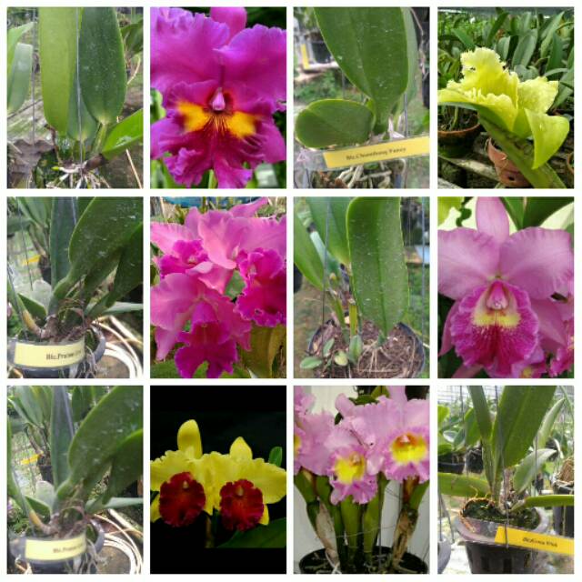 Anggrek Cattleya Dewasa