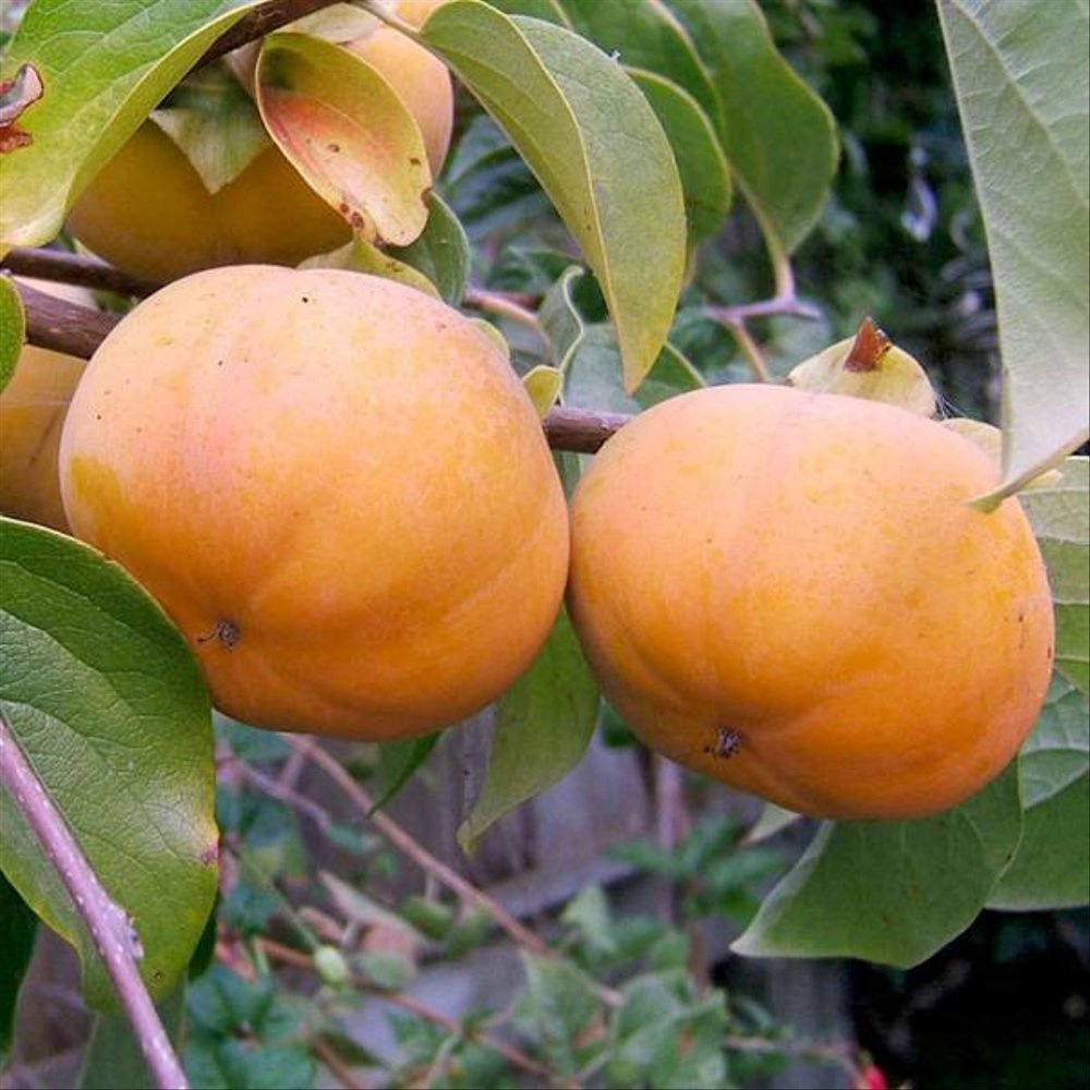 Bibit Kesemek/Persimmon/Tanaman Kesemek