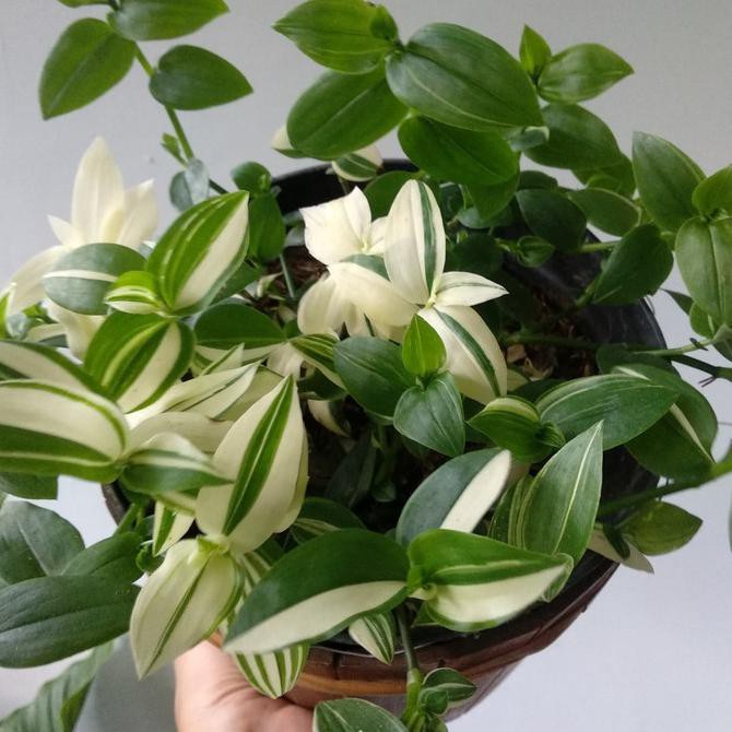 Tradescantia Fluminensis Variegata / Tradescantia