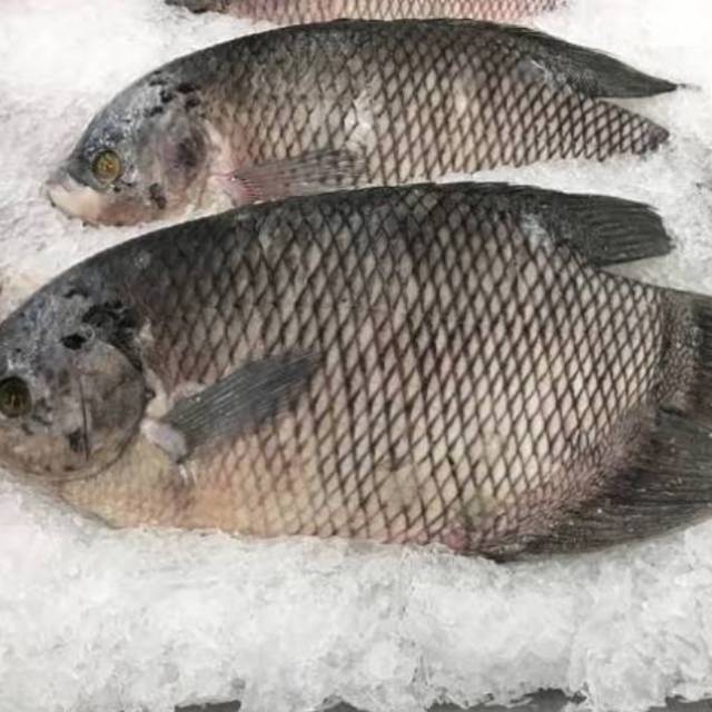 

Ikan grame fresh 50 gr sayur kota Tangerang.