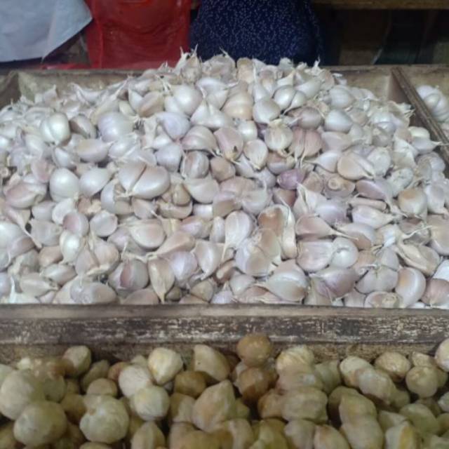 

Bawang putih Kating