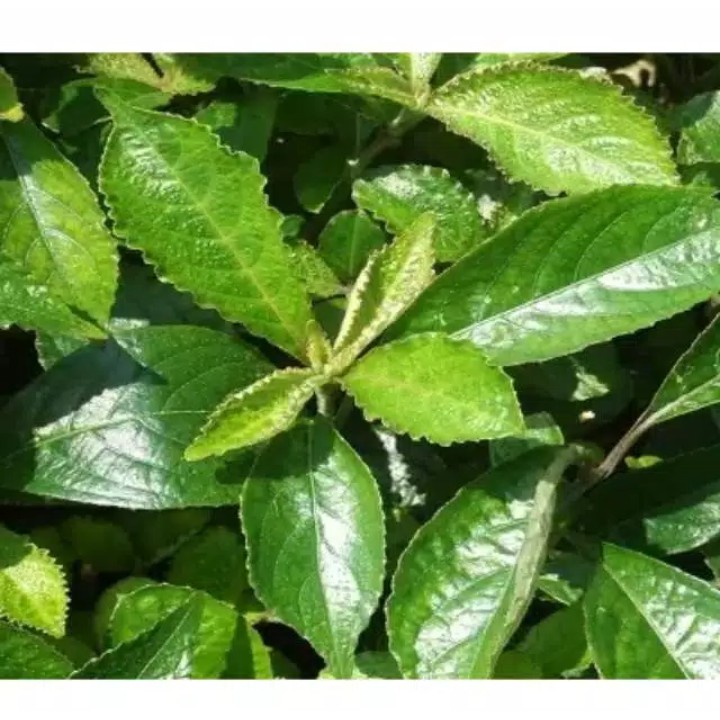 

DAUN KEJI BELING / PECAH BELING SEGAR 500 GRAM