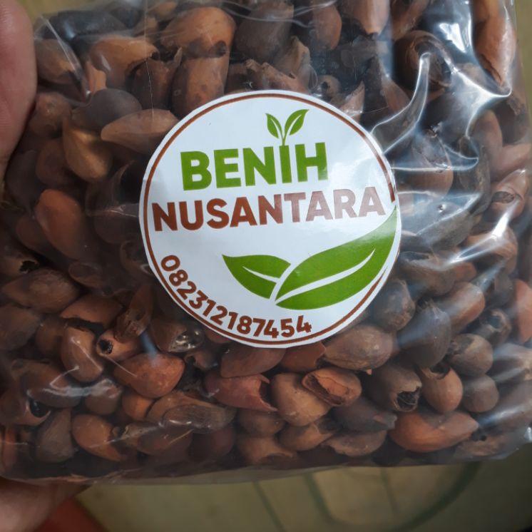 

㊦ BENIH BIJI GMELINA/JATI PUTIH SUPER 1KG SIAP TANAM ™