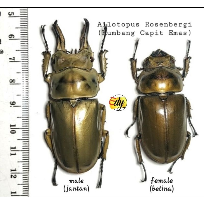 MATI/AWETAN: Kumbang Capit Emas SEPASANG (DEAD/DRAYED: Allotopus Rosenbergi/A COUPLE)