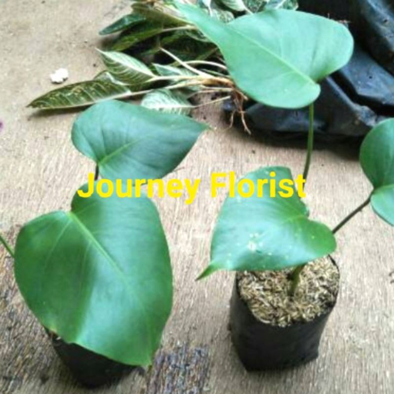 Tanaman Monstera Philodendron Ukuran Baby Anakan 10 25cm Jual Tanaman Hias Monstera Variegata Shopee Indonesia