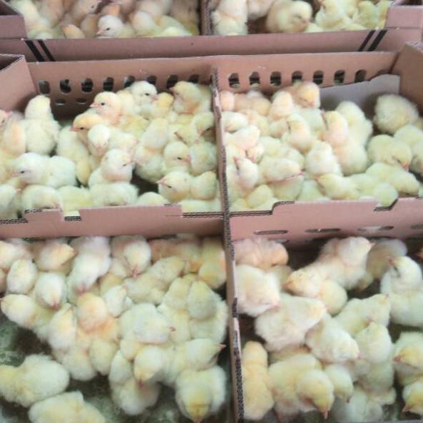 

DISKON Bibit ayam broiler - doc broiler - anak ayam broiler