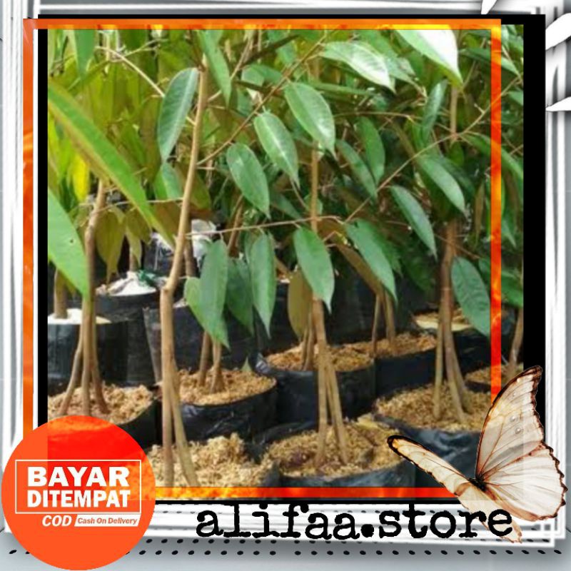 bibit buah durian monthong kaki 3 (okulasi cepat berbuah)