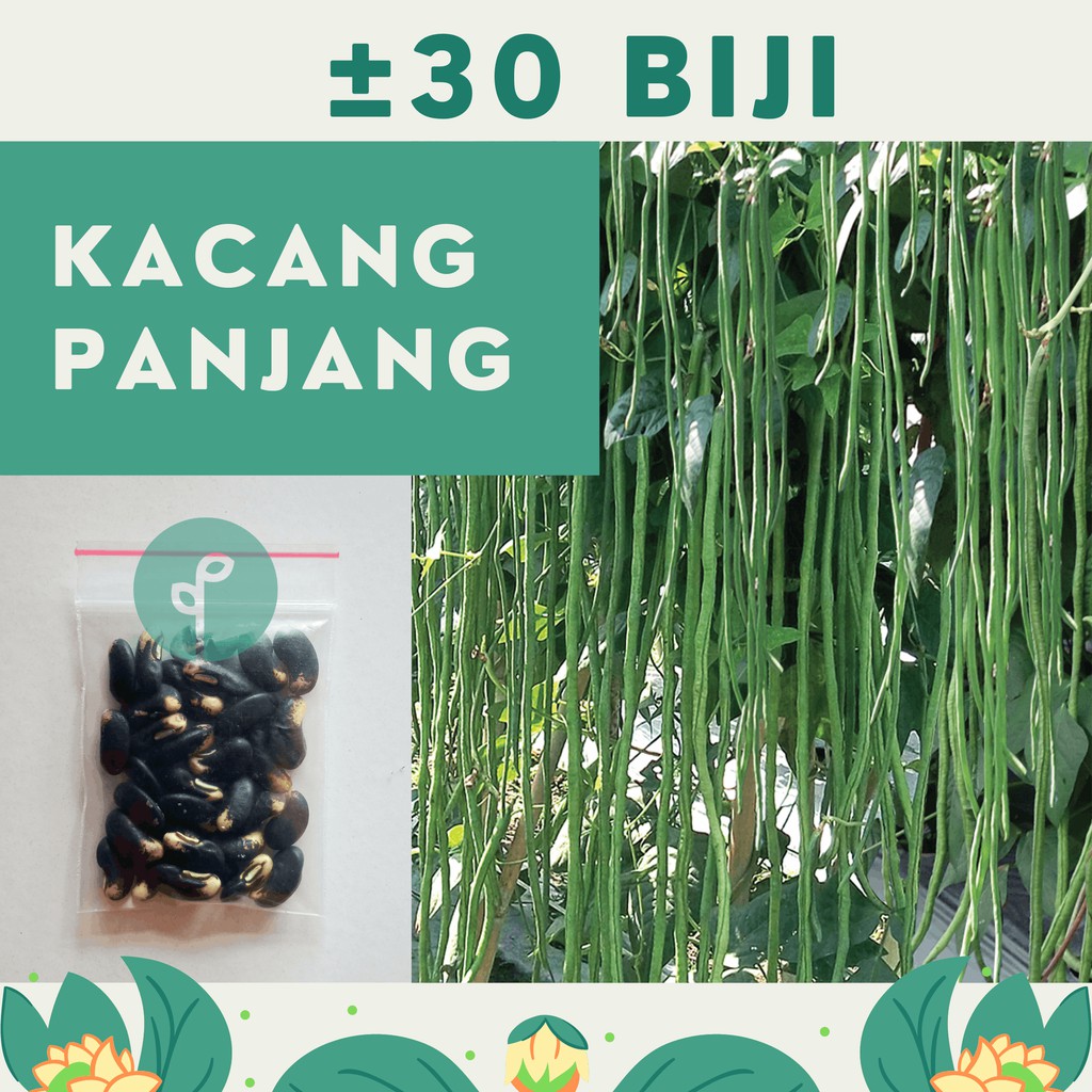 Bibit Sayuran Benih Sayur Paket Lengkap Hidroponik Kangkung Bayam Cabe Sawi Selada Terong Tomat dll-KACANG PANJANG