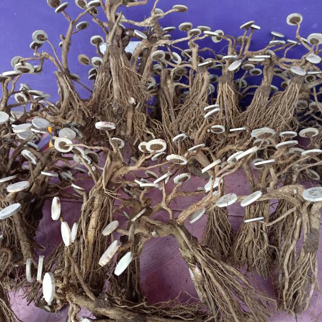 Bonsai bahan aquascape