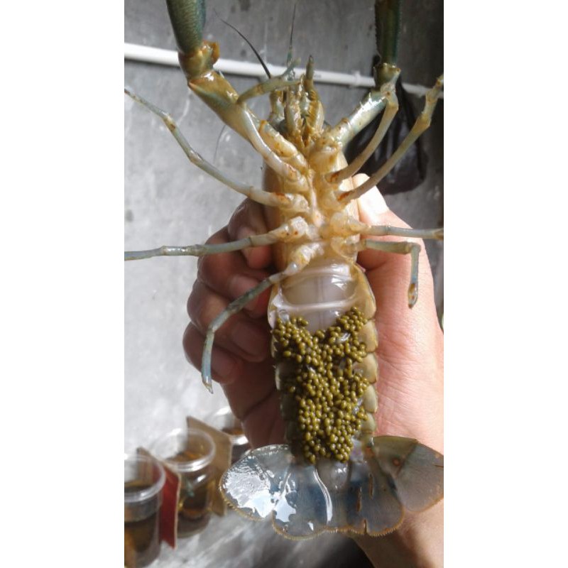 PAKET KEMITRAAN LOBSTER AIR TAWAR. HASIL PANEN SIAP KAMI TAMPUNG KEMBALI. FULL BIMBINGAN. BERGARANSI