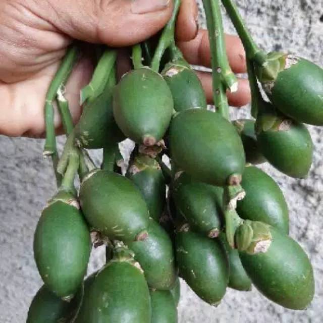  Buah  herbal buah pinang muda  per1kg Shopee Indonesia