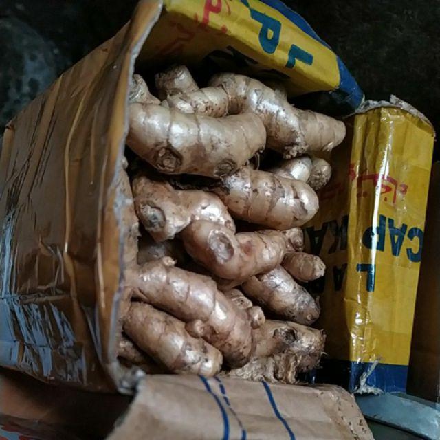 1 Kg Temu Putih 100% Organik Dari Hutan  Curcuma Zedoaria Segar
