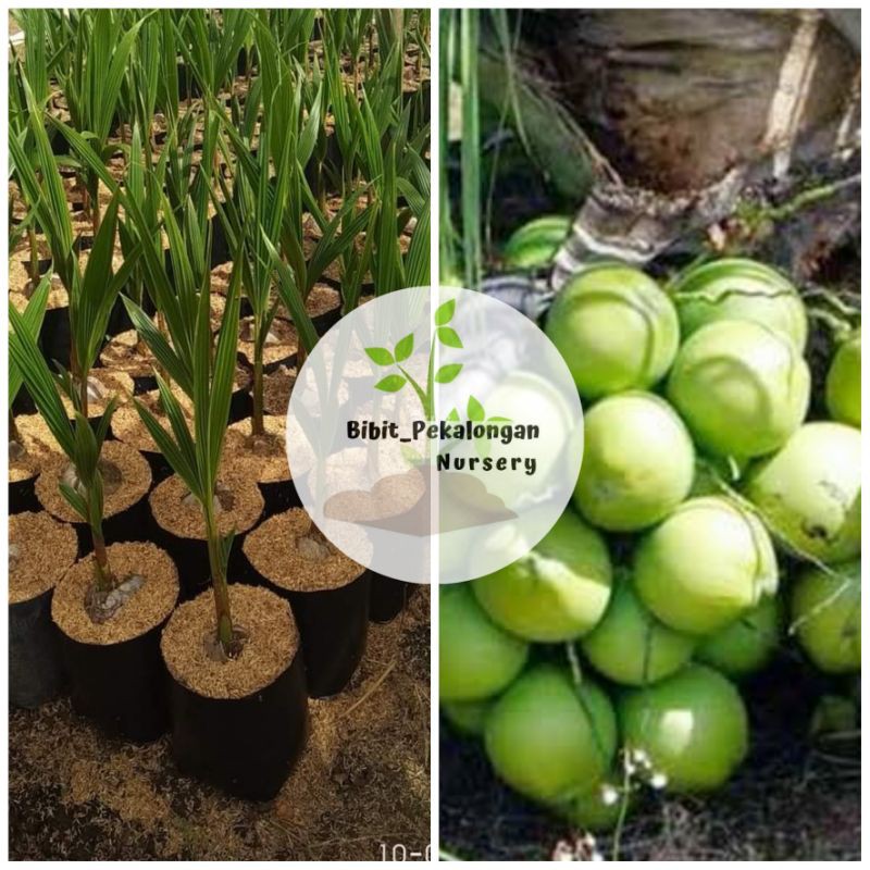 Bibit Kelapa Hibrida Genjah